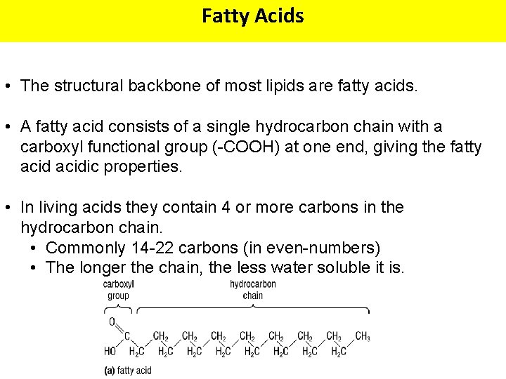 Fatty Acids • The structural backbone of most lipids are fatty acids. • A