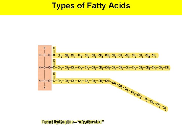 Types of Fatty Acids Fewer hydrogens – “unsaturated” 