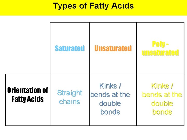 Types of Fatty Acids Saturated Orientation of Fatty Acids Straight chains Unsaturated Kinks /
