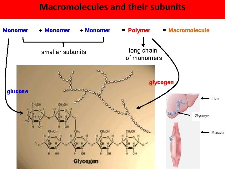 Macromolecules and their subunits Monomer + Monomer smaller subunits = Polymer = Macromolecule long