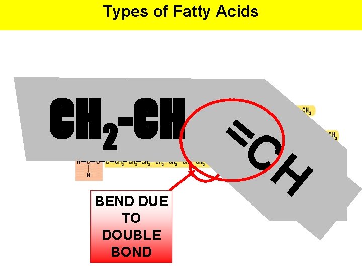 Types of Fatty Acids CH 2 -CH =C H BEND DUE TO DOUBLE BOND