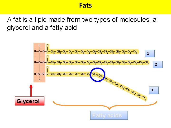 Fats A fat is a lipid made from two types of molecules, a glycerol