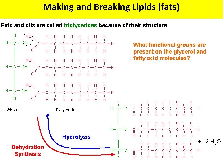 Making and Breaking Lipids (fats) Fats and oils are called triglycerides because of their