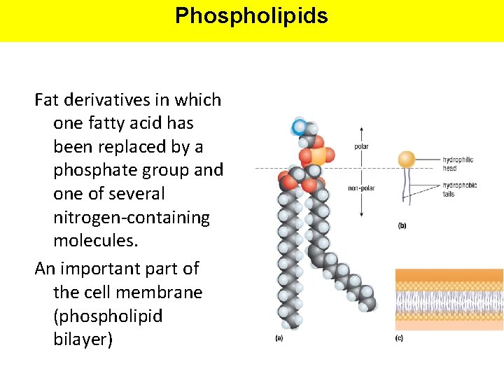 Phospholipids Fat derivatives in which one fatty acid has been replaced by a phosphate