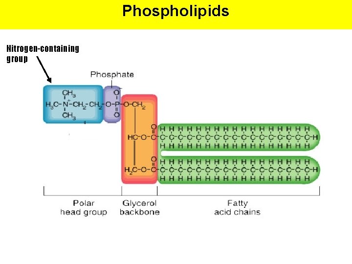 Phospholipids Nitrogen-containing group 