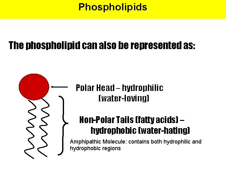 Phospholipids The phospholipid can also be represented as: Polar Head – hydrophilic (water-loving) Non-Polar