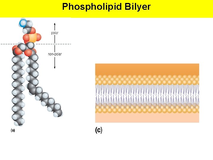 Phospholipid Bilyer 