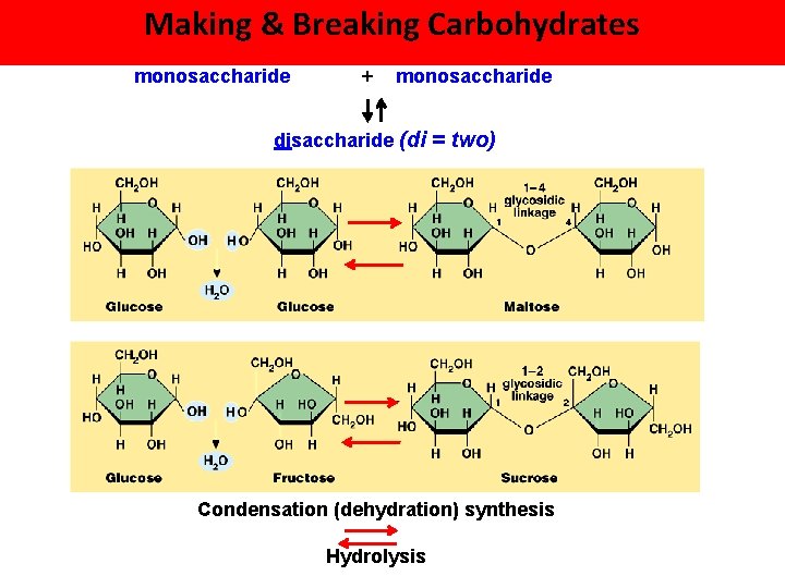 Making & Breaking Carbohydrates monosaccharide + monosaccharide disaccharide (di = two) Condensation (dehydration) synthesis