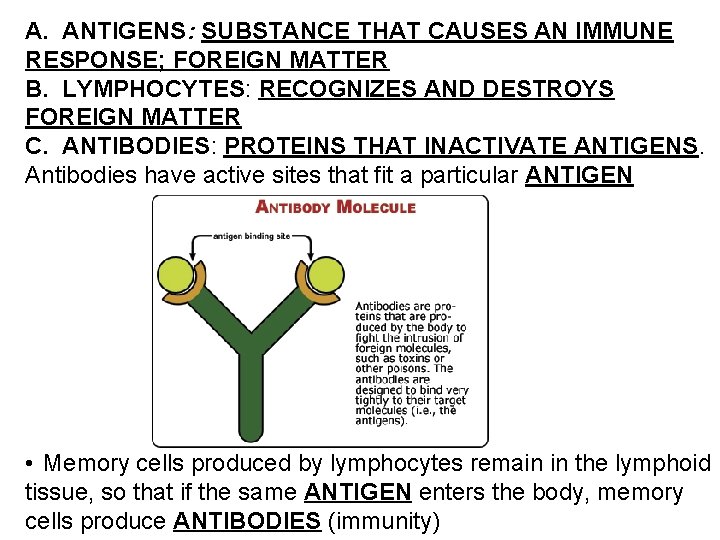 A. ANTIGENS: SUBSTANCE THAT CAUSES AN IMMUNE RESPONSE; FOREIGN MATTER B. LYMPHOCYTES: RECOGNIZES AND
