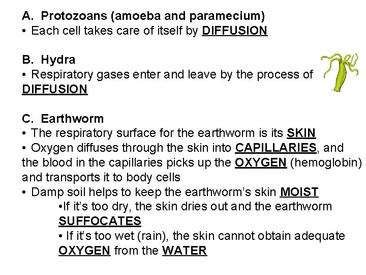 A. Protozoans (amoeba and paramecium) • Each cell takes care of itself by DIFFUSION