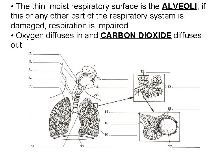  • The thin, moist respiratory surface is the ALVEOLI; if this or any