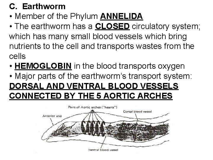 C. Earthworm • Member of the Phylum ANNELIDA • The earthworm has a CLOSED