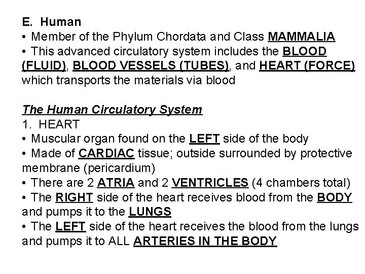 E. Human • Member of the Phylum Chordata and Class MAMMALIA • This advanced