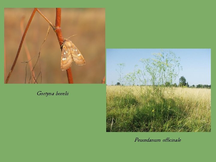 Gortyna borelii Peucedanum officinale 