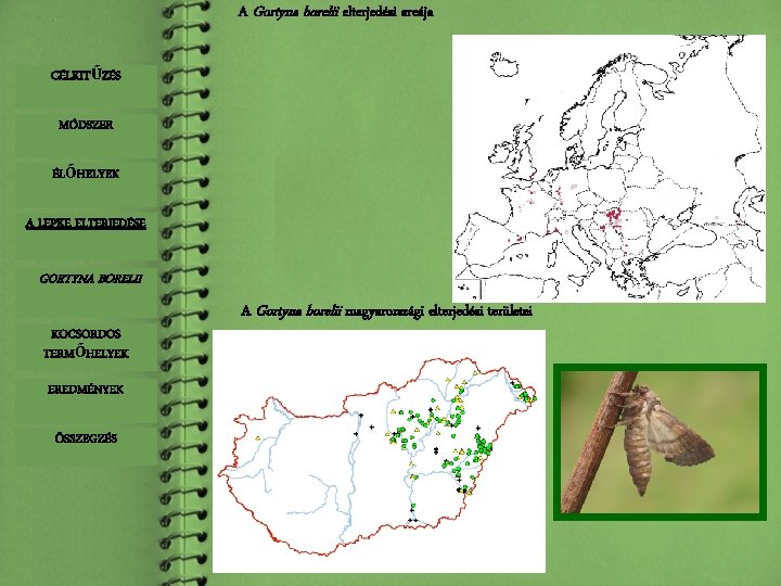 A Gortyna borelii elterjedési areája CÉLKITŰZÉS CÉLKIT ŰZÉS MÓDSZER ÉLŐHELYEK A LEPKE ELTERJEDÉSE GORTYNA