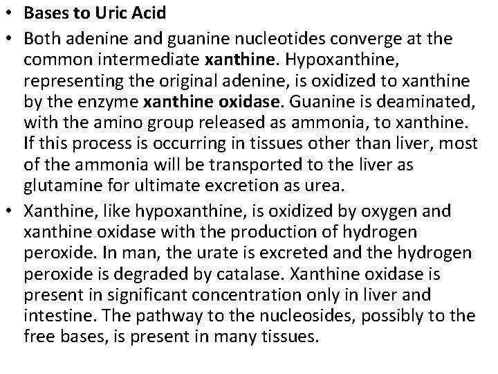  • Bases to Uric Acid • Both adenine and guanine nucleotides converge at