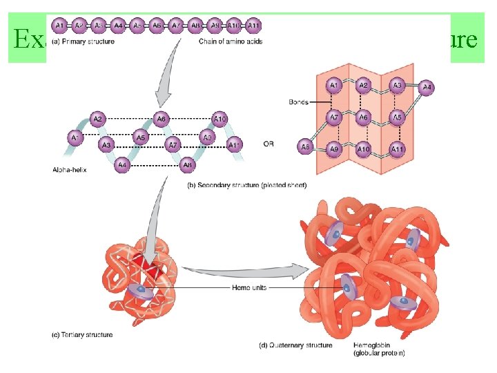 Example of each level of protein structure 