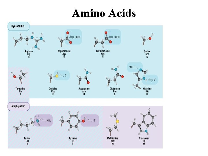 Amino Acids 