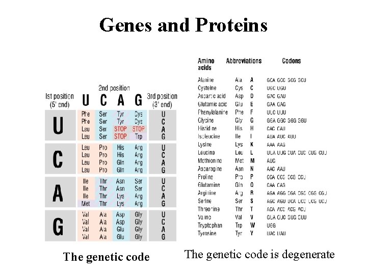 Genes and Proteins The genetic code is degenerate 
