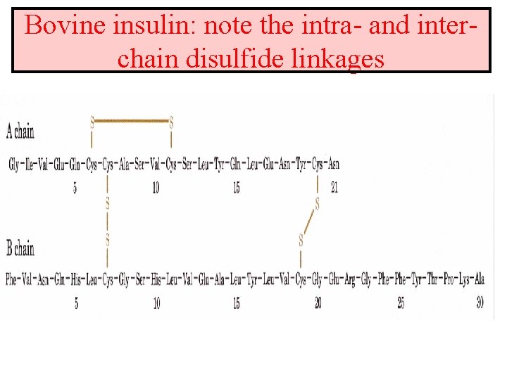 Bovine insulin: note the intra- and interchain disulfide linkages 