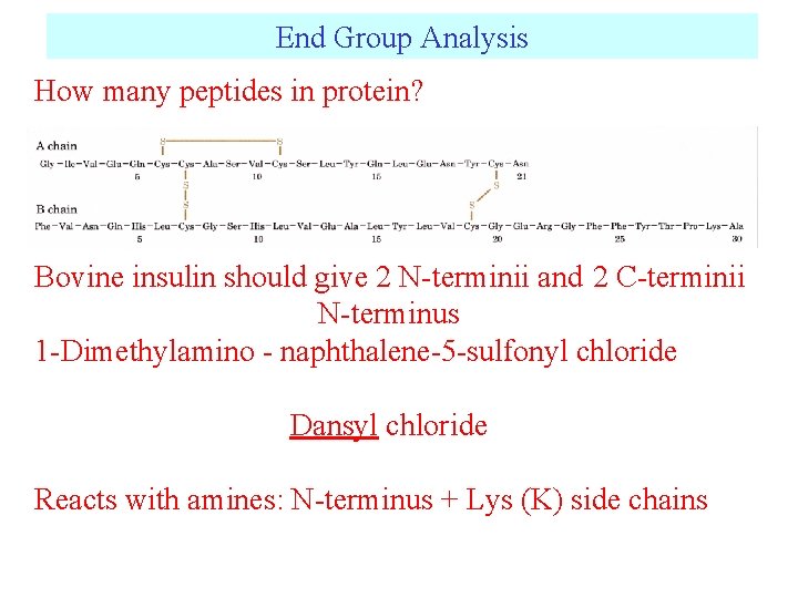 End Group Analysis How many peptides in protein? Bovine insulin should give 2 N-terminii