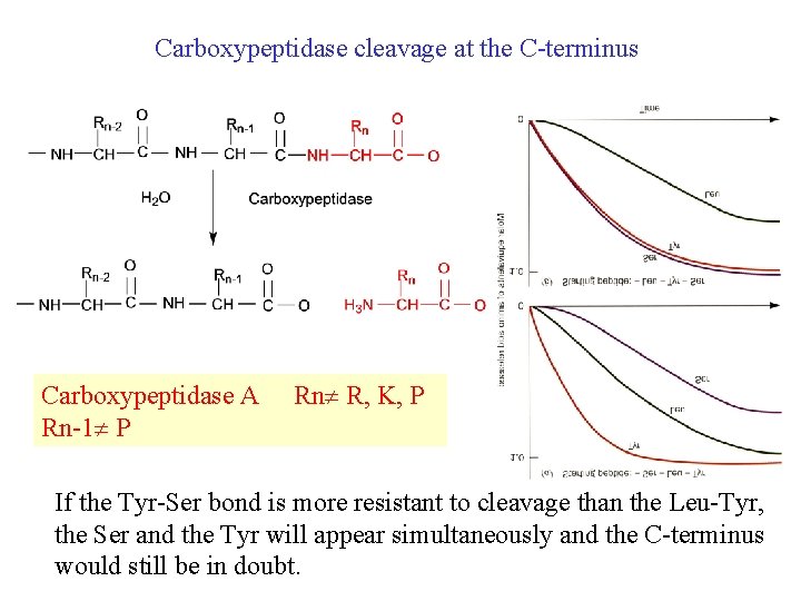 Carboxypeptidase cleavage at the C-terminus Carboxypeptidase A Rn-1 P Rn R, K, P If