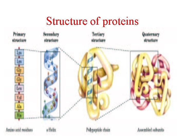 Structure of proteins 