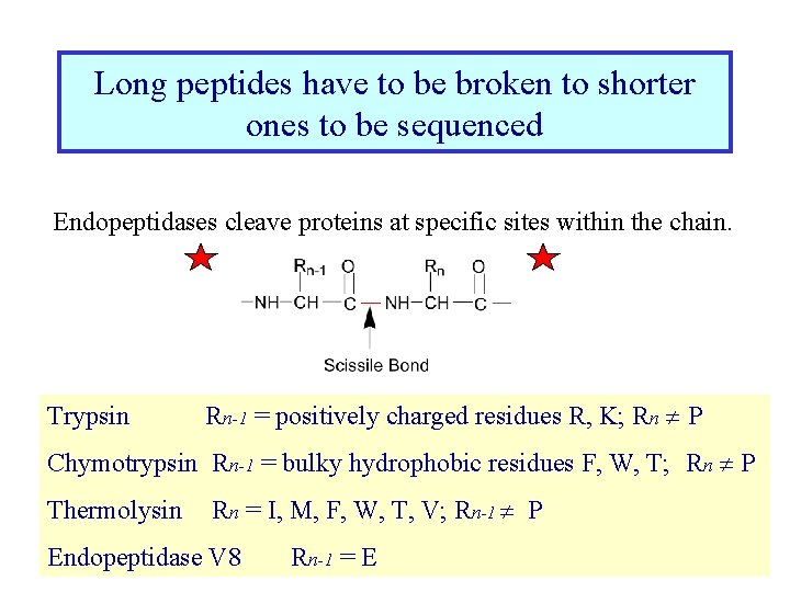 Long peptides have to be broken to shorter ones to be sequenced Endopeptidases cleave
