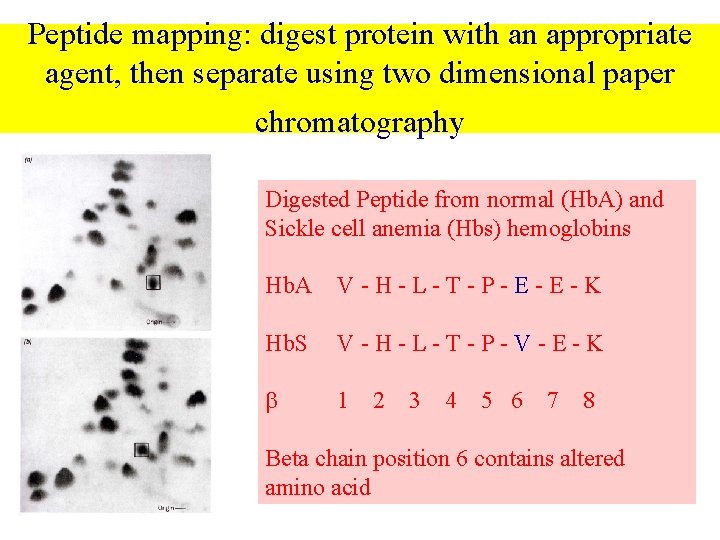 Peptide mapping: digest protein with an appropriate agent, then separate using two dimensional paper