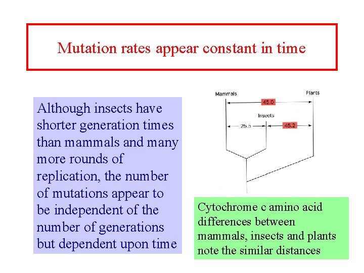 Mutation rates appear constant in time Although insects have shorter generation times than mammals