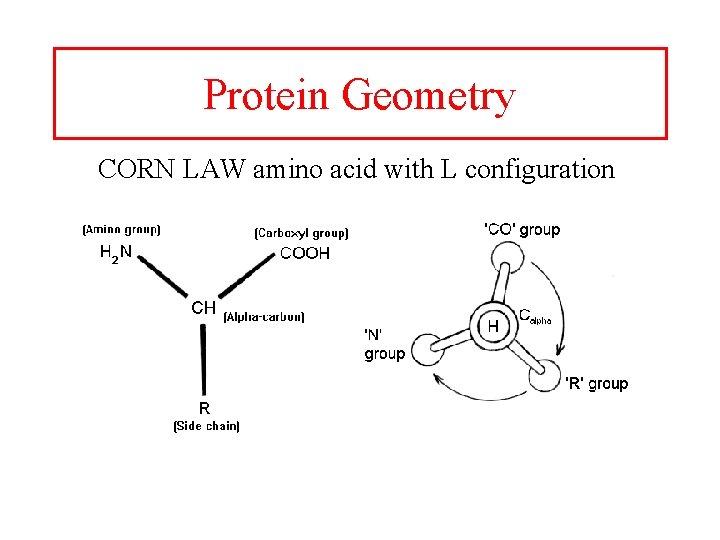 Protein Geometry CORN LAW amino acid with L configuration 