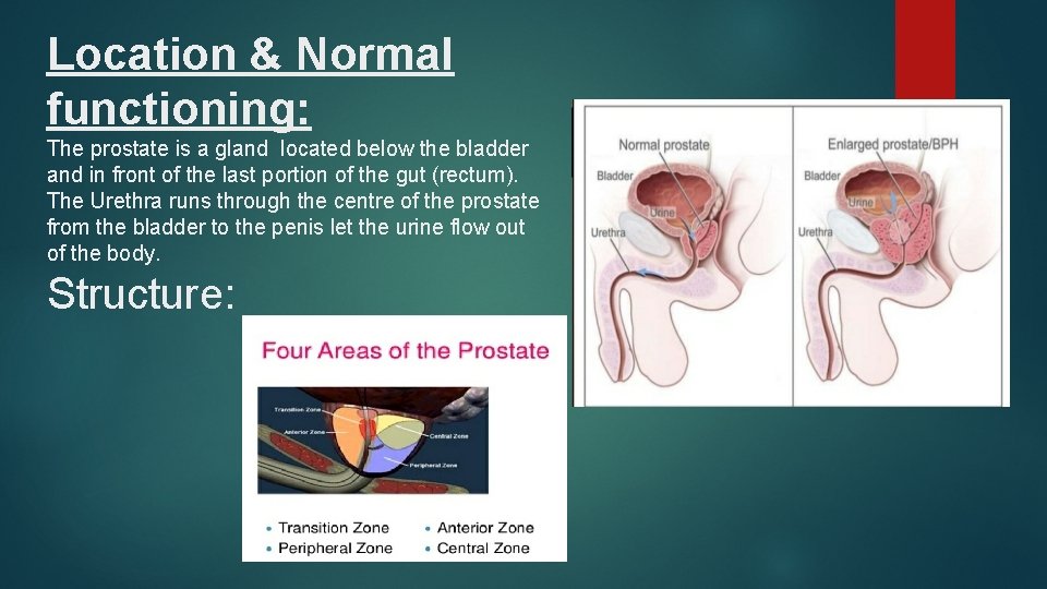 Location & Normal functioning: The prostate is a gland located below the bladder and