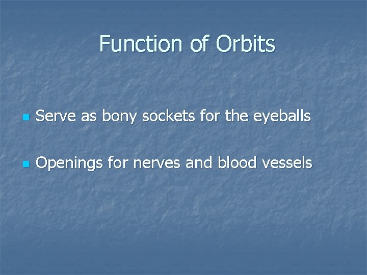 Function of Orbits n Serve as bony sockets for the eyeballs n Openings for