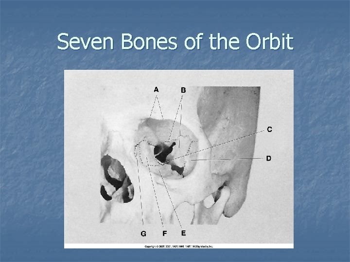 Seven Bones of the Orbit 