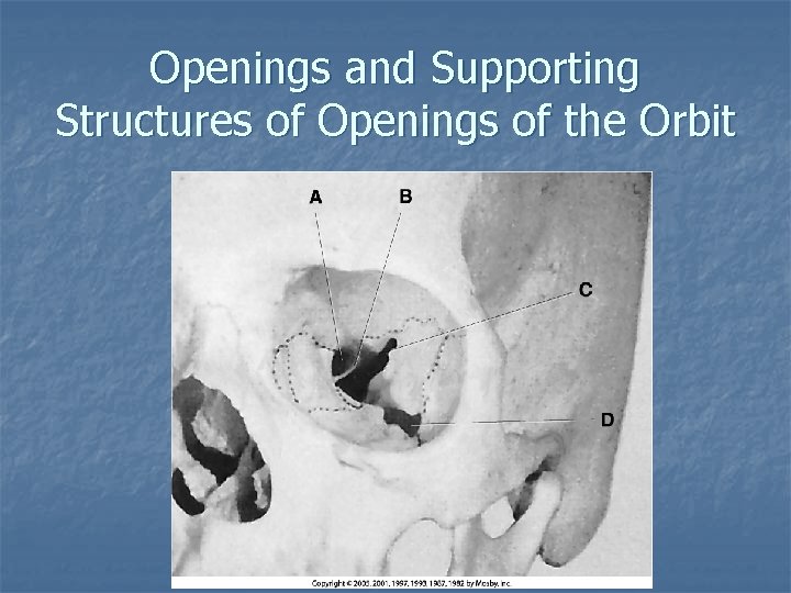 Openings and Supporting Structures of Openings of the Orbit 