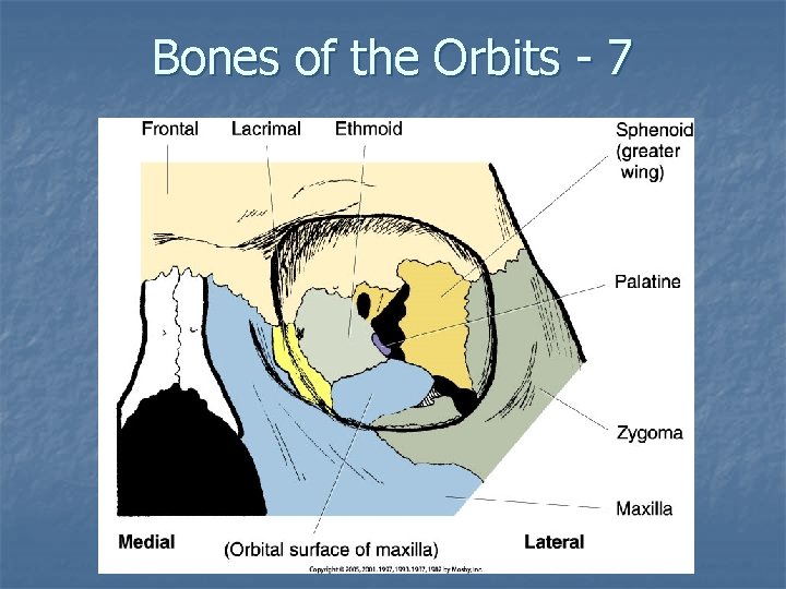 Bones of the Orbits - 7 
