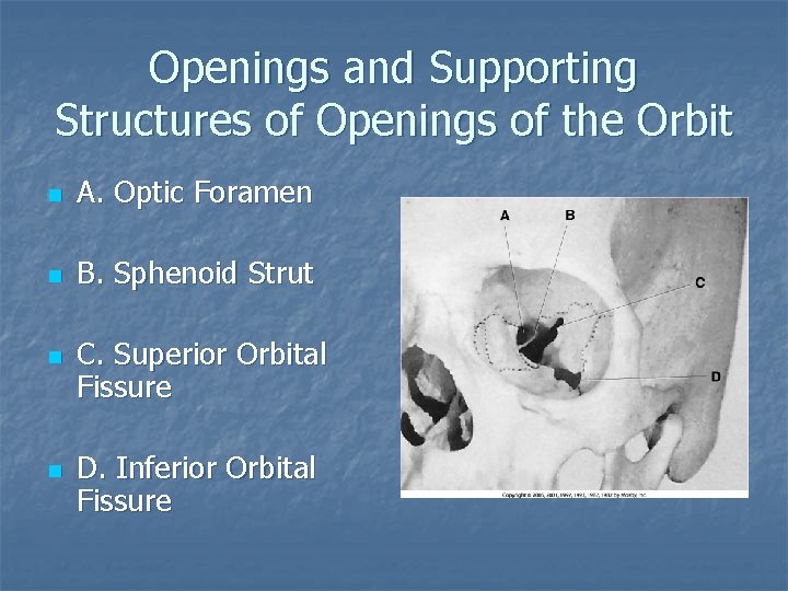 Openings and Supporting Structures of Openings of the Orbit n A. Optic Foramen n