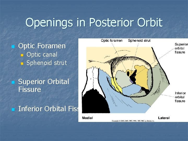 Openings in Posterior Orbit n Optic Foramen n n Optic canal Sphenoid strut Superior