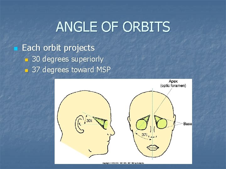 ANGLE OF ORBITS n Each orbit projects n n 30 degrees superiorly 37 degrees
