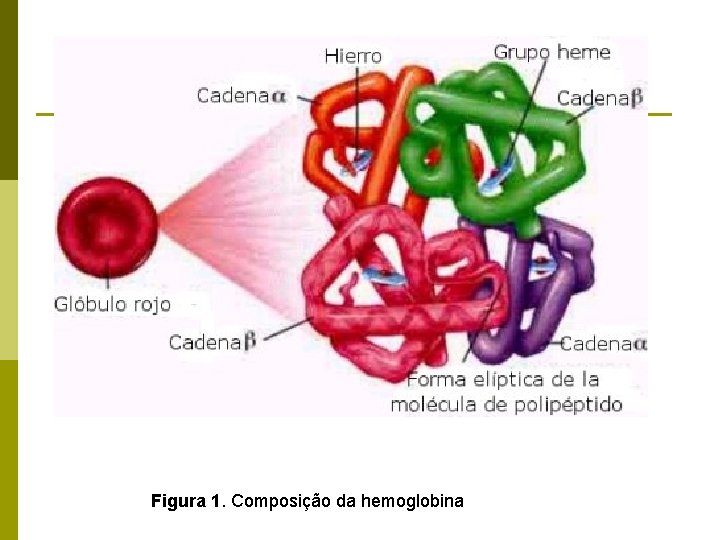 Figura 1. Composição da hemoglobina 