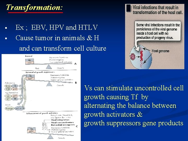 Transformation: Ex ; EBV, HPV and HTLV Cause tumor in animals & H and