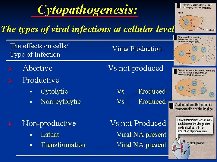 Cytopathogenesis: The types of viral infections at cellular level The effects on cells/ Type