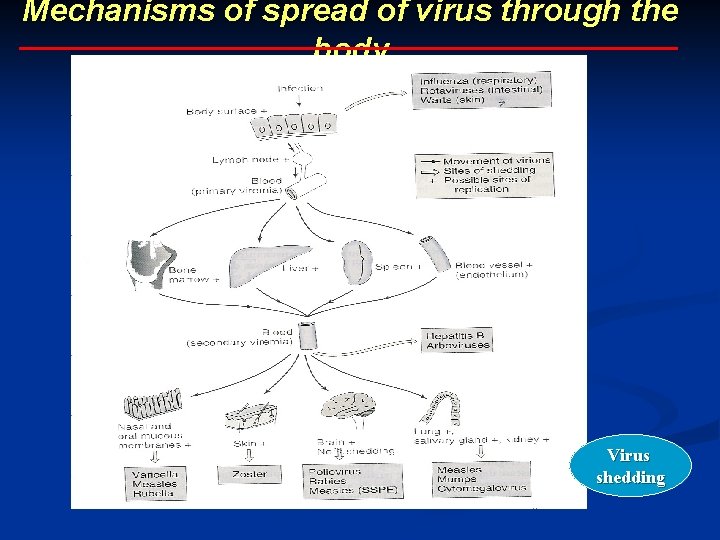 Mechanisms of spread of virus through the body Virus shedding 