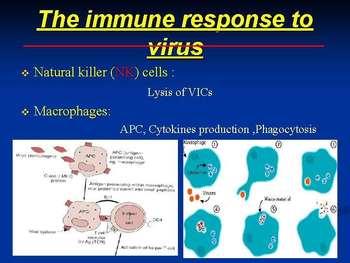 The immune response to virus v Natural killer (NK) cells : Lysis of VICs