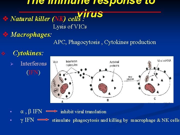 The immune response to virus v Natural killer (NK) cells : Lysis of VICs