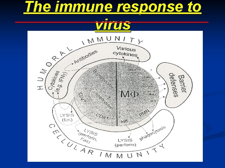 The immune response to virus 