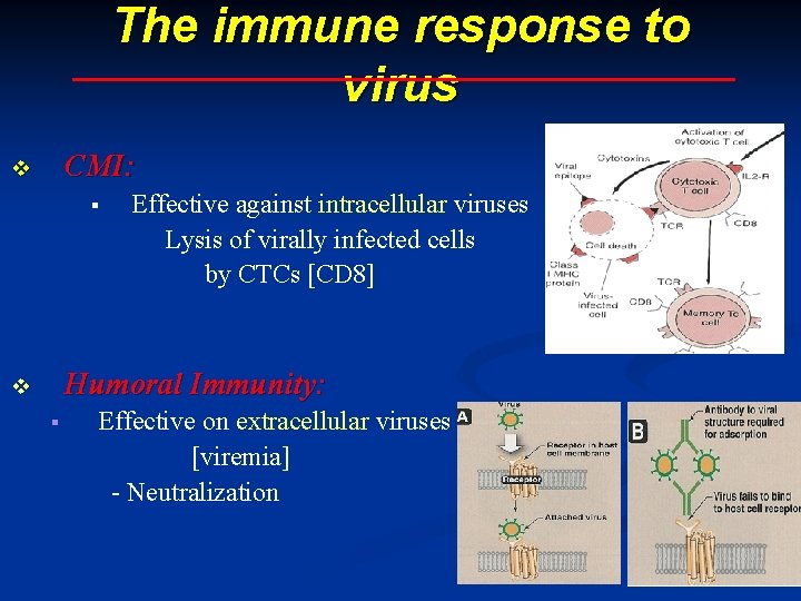 The immune response to virus CMI: v Effective against intracellular viruses Lysis of virally