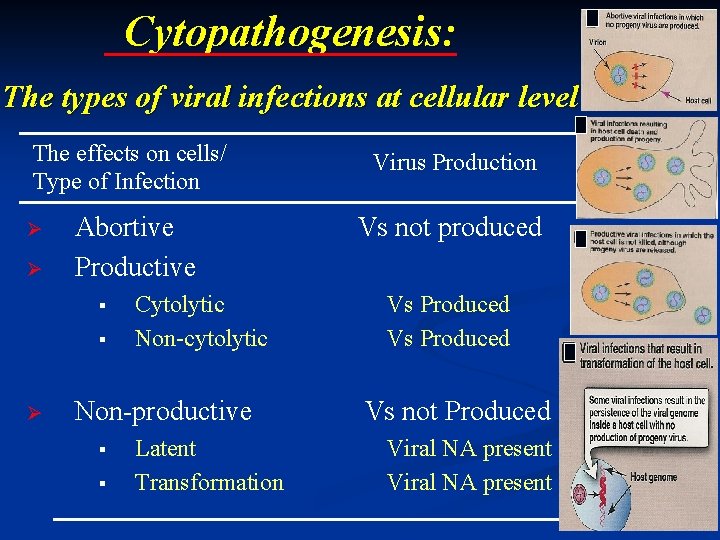 Cytopathogenesis: The types of viral infections at cellular level The effects on cells/ Type