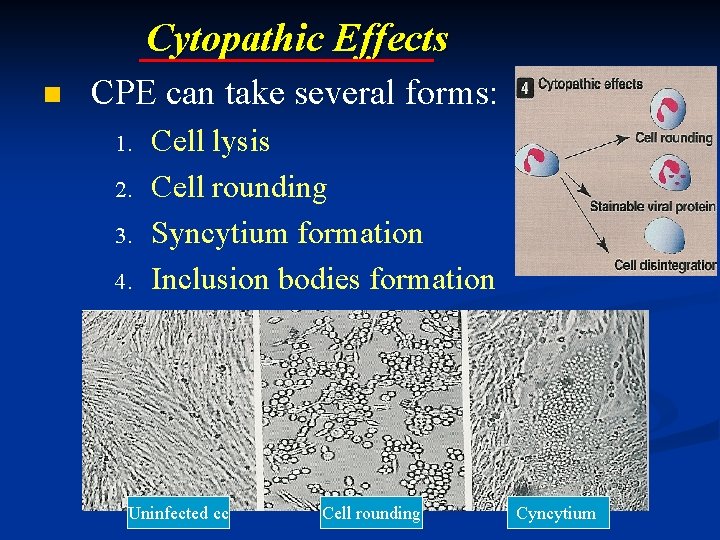 Cytopathic Effects n CPE can take several forms: 1. 2. 3. 4. Cell lysis