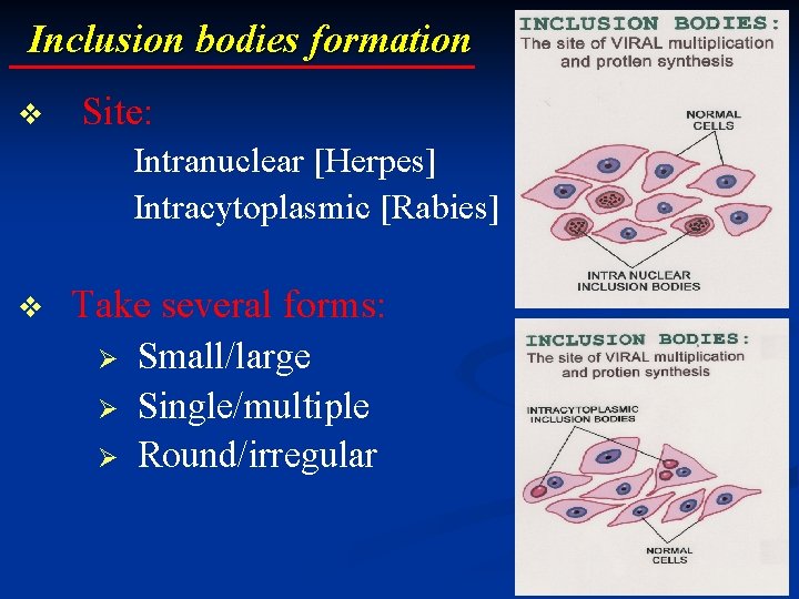 Inclusion bodies formation v Site: Intranuclear [Herpes] Intracytoplasmic [Rabies] v Take several forms: Ø